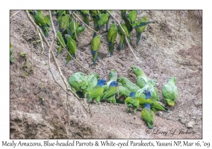 Mealy Amazons, Blue-headed  Parrots & White-eyed Parakeets