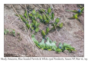 Mealy Amazons, Blue-headed  Parrots & White-eyed Parakeets