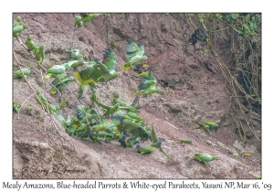 Mealy Amazons, Blue-headed  Parrots & White-eyed Parakeets