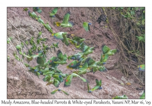 Mealy Amazons, Blue-headed  Parrots & White-eyed Parakeets