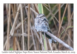 Ladder-tailed Nightjar