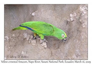 Yellow-crowned Amazon