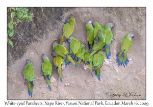 White-eyed Parakeets