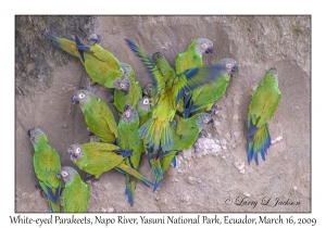 White-eyed Parakeets