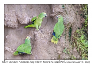 Yellow-crowned Amazons