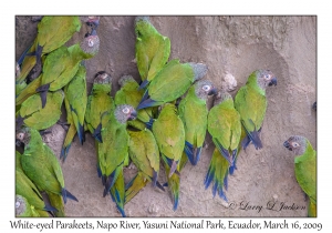 White-eyed Parakeets