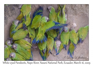 White-eyed Parakeets