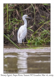 Snowy Egret