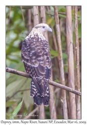 Osprey, immature