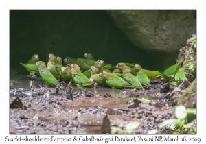 Scarlet-shouldered Parrotlets & Cobalt-winged Parakeets