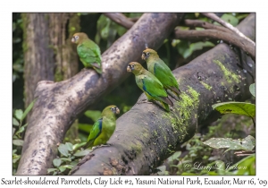 Scarlet-shouldered Parrotlets