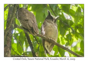 Crested Owls