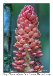 Ginger Flowers