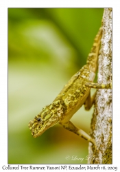 Collared Tree Runner