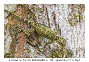 Collared Tree Runner