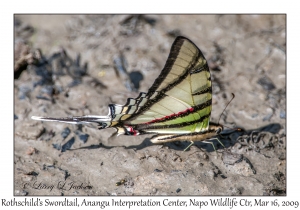 Rothschild's Swordtail