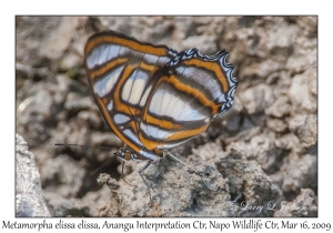 Metamorpha elissa elissa