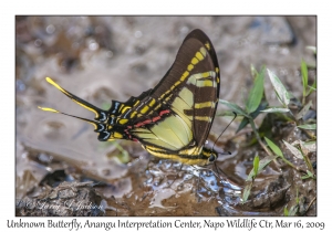 Unknown Butterfly