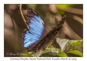 Common Morpho