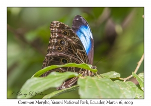 Common Morpho