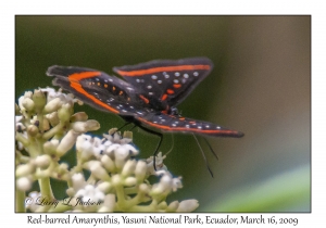 Red-barred Amarynthis