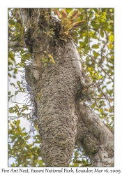 Fire Ant Nest