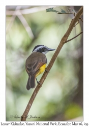 Lesser Kiskadee