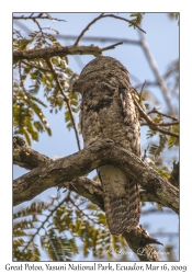 Great Potoo