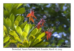 Unknown Bromeliad