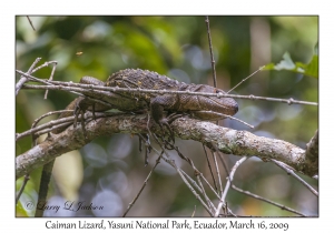 Caiman Lizard