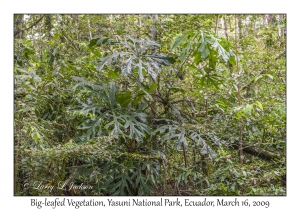 Big-leafed Vegetation