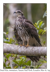 Snail Kite, immature