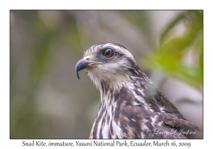 Snail Kite, immature