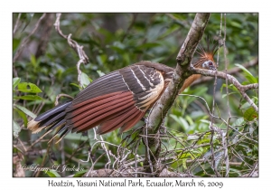 Hoatzin