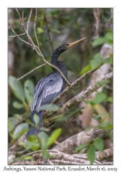 Anhinga