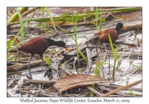 Wattled Jacanas