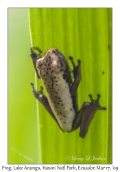 Tree Frog