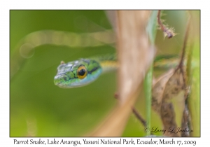 Parrot Snake