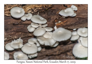 Fungus