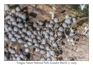 Fungus