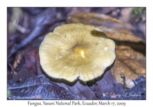 Fungus