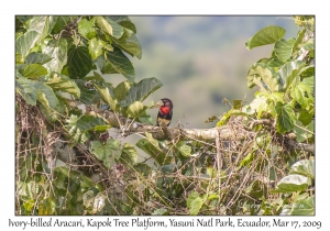 Ivory-billed Aracari