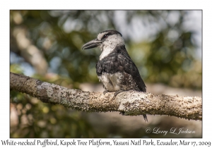 White-necked Puffbird