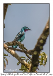 Spangled Cotinga