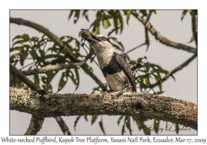 White-necked Puffbird