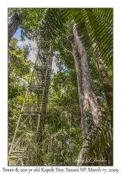 Tower & 200 year old Kapok Tree