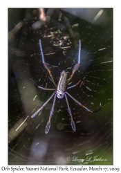 Orb Spider