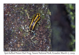 Spot-bellied Poison Dart Frog
