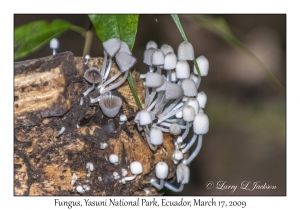 Fungus