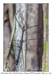 Peruvian Fern Stick Insect